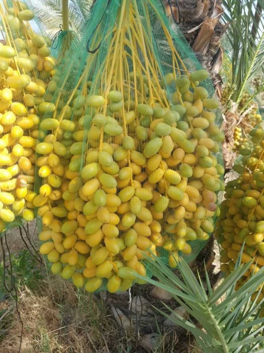 خارک (کپی)