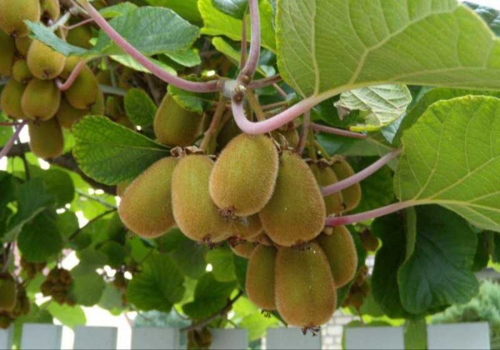 بذر خوراکی صادراتی
