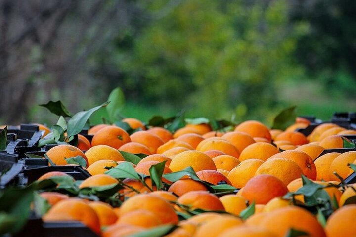 پرتقال کشاورزی: راهنمای راه اندازی کسب و کار سودآور برای مبتدیان