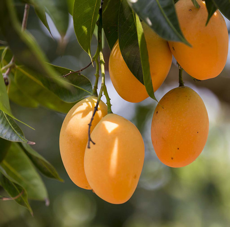 پرورش انبه: راهنمای تجاری سودآور تولید انبه